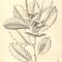 54. PACHYSTROMA ilicifolium, ?. heterophyllum.