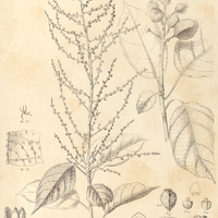 55. CONCEVEIBA Guyanensis.