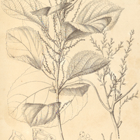 56. ALCHORNEA Irucurana.