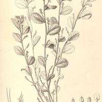 57. BERNARDIA multicaulis.