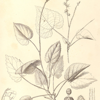 58. TRAGIA Sellowiana.