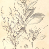 59. CLEIDION tricoccum.