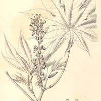 60. RICINUS communis ?. brasiliensis.