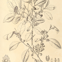 61. PERA glabrata.