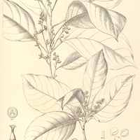 62. POGONOPHORA Schomburgkiana.