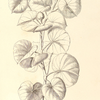 63. MANIHOT reniformis.