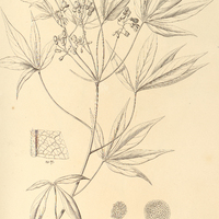 64. MANIHOT pedicellaris.