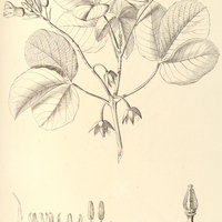 66. MANIHOT grandiflora.