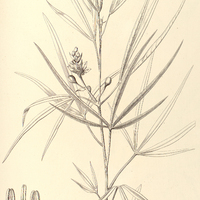 67. MANIHOT rigidula.