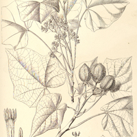 68. JATROPHA Curcas.