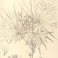 69. JATROPHA I. multifida, II. gossypiifolia.