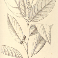 70. SAGOTIA racemosa, var. ? microsepala.