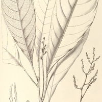 71. TETRORCHIDIUM I. macrophyllum ?, II. rubrivenium ?.