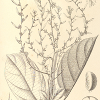 72. OMPHALEA diandra.