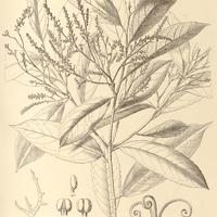 74. MABEA Pohliana.