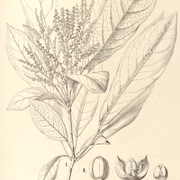 75. SENEFELDERA multiflora, I. ?. genuina, II. ?. acutifolia.