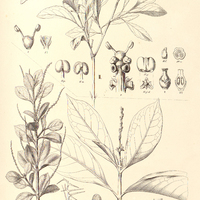 76. STILLINGIA I. heterodoxa, II. oppositifolia, III. dichotoma.