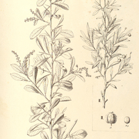 77. SEBASTIANIA Schottiana I. ? mucronata, II. ? genuina.