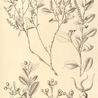 78. SEBASTIANIA Klotzschiana.