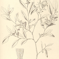 79. SEBASTIANIA nervosa.