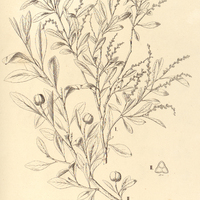 80. I. EXCAECARIA potamophila ; II. SEBASTIANIA Brasiliensis, var. ramosissima.