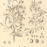 81. MAPROUNEA I. Brasiliensis, II. Guianensis.