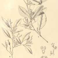 82. ACTINOSTEMON concolor, I. ?. obovatus, II. ?. genuinus.