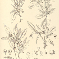 83. DACTYLOSTEMON I. verticillatus, II. lasiocarpus.