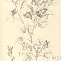 84. EXCAECARIA sebifera.