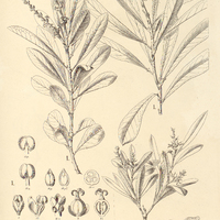 85. I. EXCAECARIA marginata, ?. spathulata, II. COLLIGUAYA Brasiliensis.