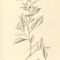 87. ALGERNONIA Brasiliensis.