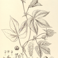 88. DALECHAMPIA stipulacea, ?. minor.