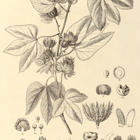 89. DALECHAMPIA ficifolia.