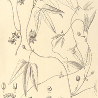 90. DALECHAMPIA triphylla.