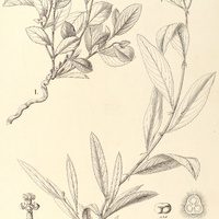 91. DALECHAMPIA caperonioides, I. ?. obovata, II. ?. lanceolata.