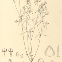 92. EUPHORBIA coecorum.
