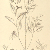 93. EUPHORBIA insulana.