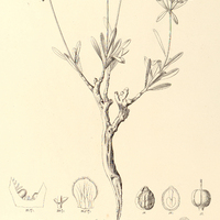 94. EUPHORBIA sarcodes.