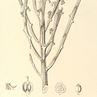 95. EUPHORBIA phosphorea.