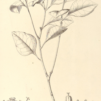 96. EUPHORBIA comosa.