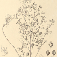 97. EUPHORBIA sciadophila.