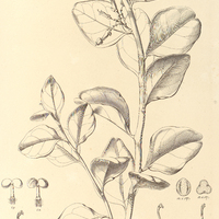 98. PEDILANTHUS retusus.