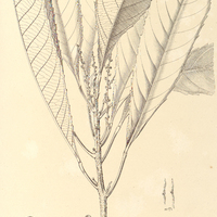 99. PAUSANDRA Morisiana.