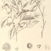 100. CHAETOCARPUS I. Blanchetii ?, II. Pohlii ?.