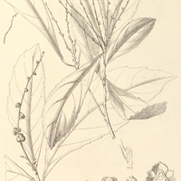 101. ADENOPHAEDRA megalophylla.