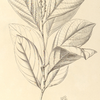 102. CENTRODISCUS grandifolius ?.
