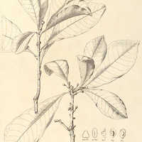 103. OPHTHALMOBLAPTON crassipes.