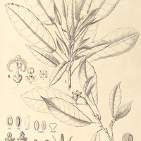 104. TETRAPLANDRA I. Riedelii, ?. subcordata ; II. Leandri.