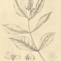 1. BYRSONIMA Clausfeniana.