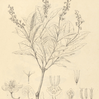 3. BYRSONIMA laevigata.